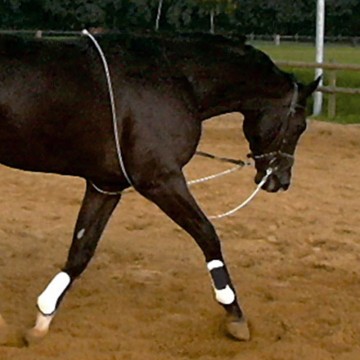 Kavalkade longeerhulp