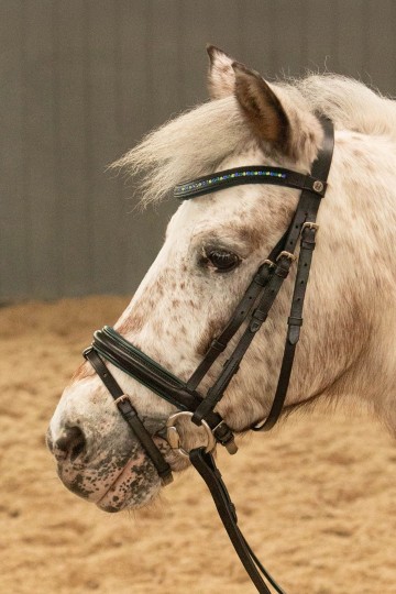 Hoofdstel Stout lime