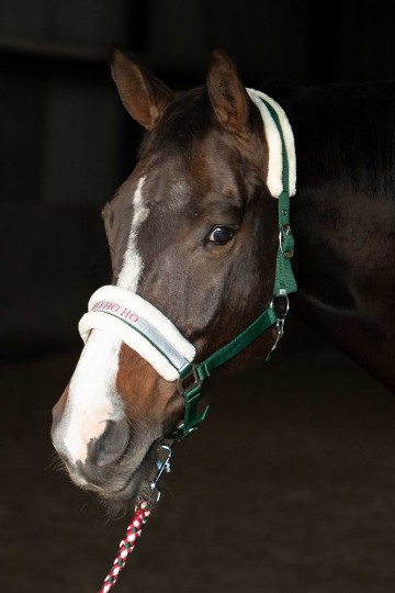 Halsterset Christmas groen