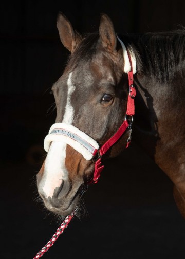 Halsterset Christmas rood