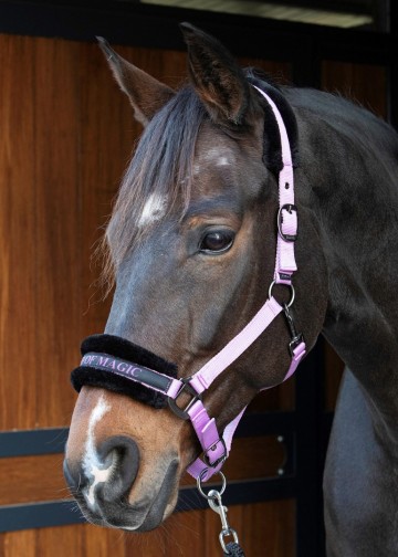 Halster Lyrics Quotes lila