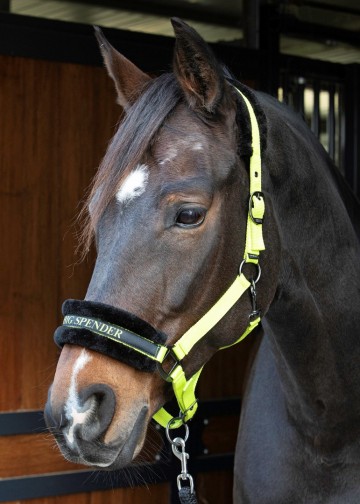 Halster Lyrics Quotes lime