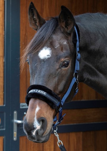 Halster Lyrics Quotes navy