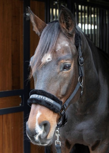 Halster Lyrics Quotes zwart