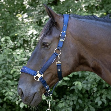 Halsterset Denici Cavalli purple passion peacoat