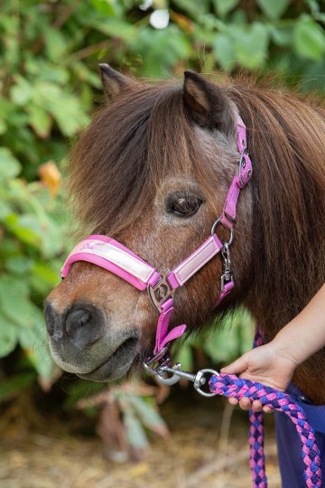 Halsterset Diva Violet cyclamen