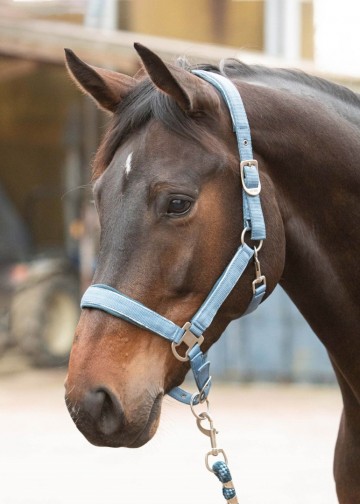 Halsterset Just Ride Retro staalblauw