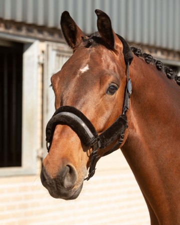 Halsterset Denici Cavalli Stardust