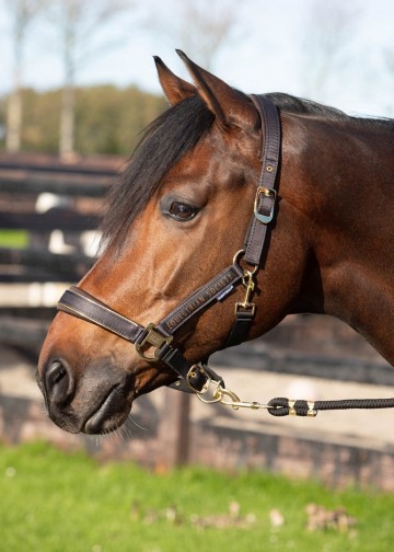 Halsterset Kirchberg jet black