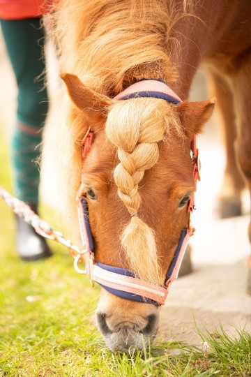 Halsterset Valli porcelain rose