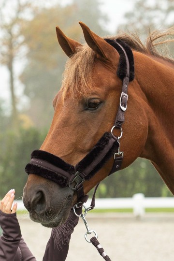 Halsterset Soft Billie after dark