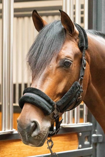 Halsterset Soft Billie jet black