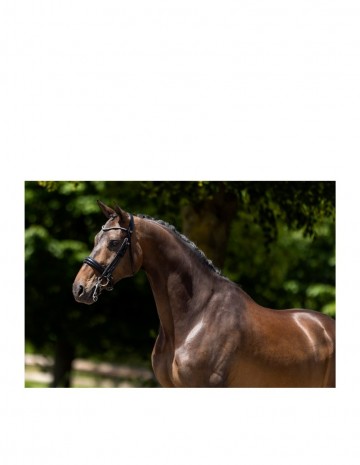 Br sheffield weymouth stang en trens