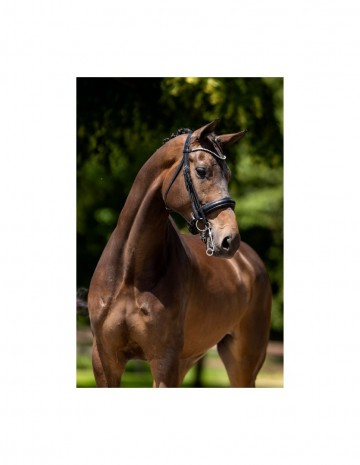 Br sheffield weymouth stang en trens