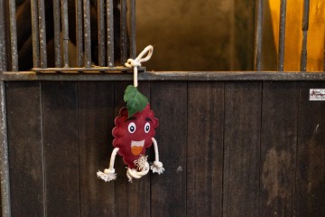 Excellent foodie friend Framboos