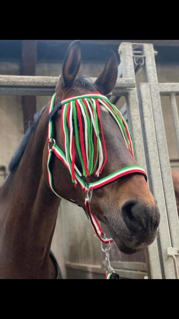 Halsterset met vliegenfrontriem rood-groen