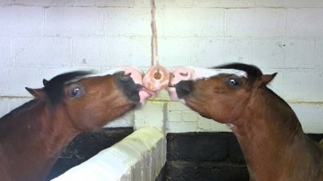 Hofman salt lick himalaya liksteen